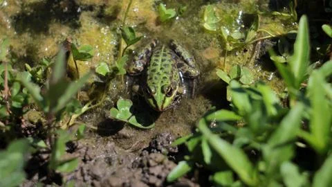 Green frog on the riverside Stock-Fotos