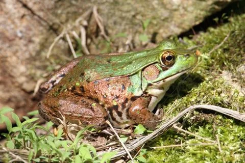 Green frog on a rock Stock Photos