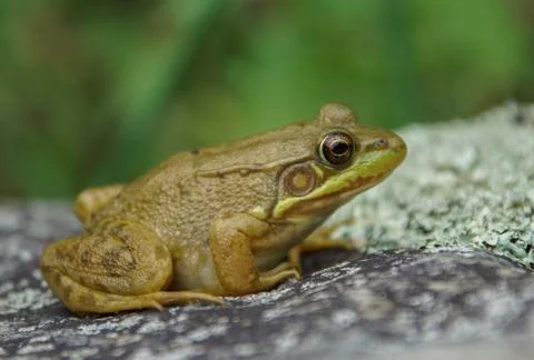 Green Frog on Rock Stock Photos