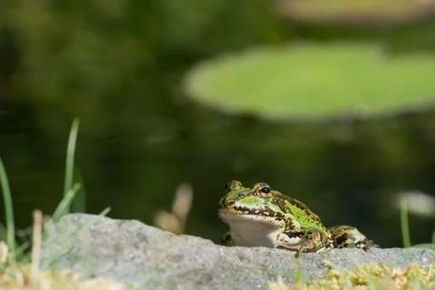 Green frog on a rock Stock Photos