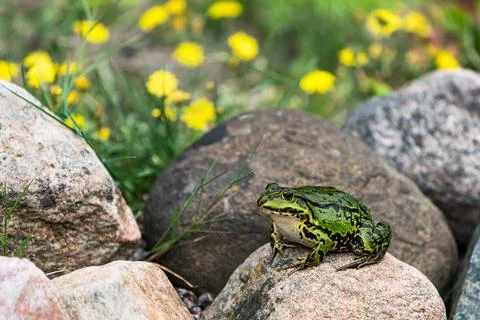 Green frog on a rock Stock Photos