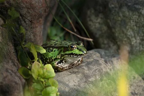 Green frog on a rock Stock Photos