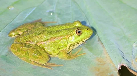 Green frog seating on the leaf Stock Footage 8743042