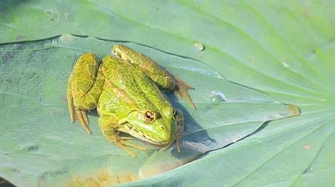 Green frog seating on the leaf Stock Footage 8744900
