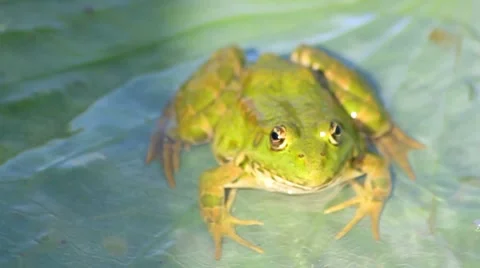 Green frog seating on the leaf Stock Footage 8746941