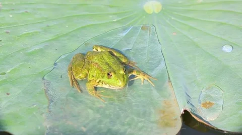 Green frog seating on the leaf Stock Footage 8750436