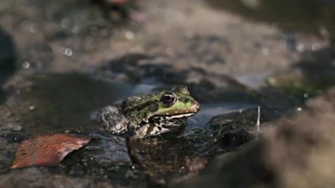 Green Frog in Shallow Water Stock Footage 303757400