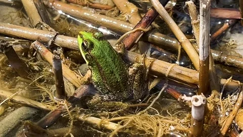 A green frog sits on a fallen reed in the water of a pond. Stock Footage 318866757