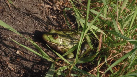 A green frog sits in the grass on the river bank in the sun's reflection from Stock Footage 308882131