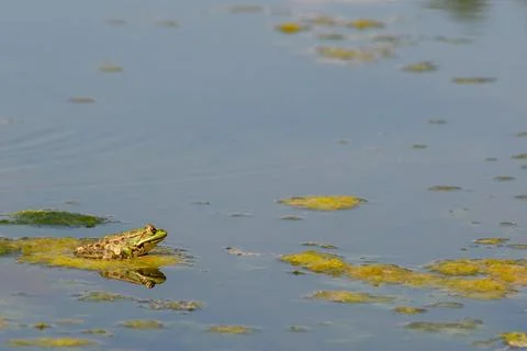 A green frog sits on a leaf of a water lily in a garden pond. The leaves of t Stock Photos