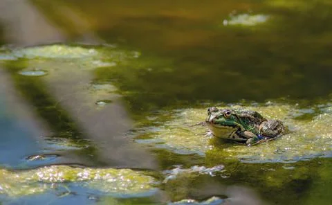A green frog sits on a leaf of a water lily in a garden pond. The leaves of t Stock Photos