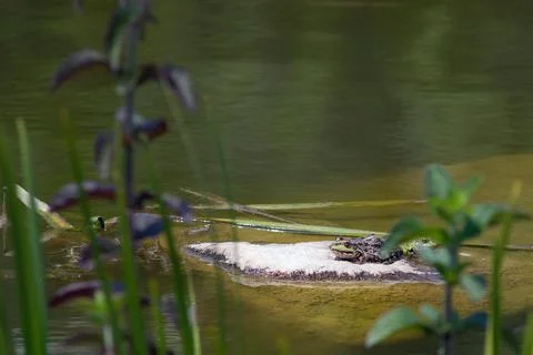 A green frog sits on a leaf of a water lily in a garden pond. The leaves of t Stock Photos
