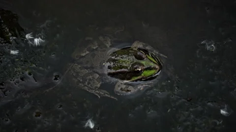 Green Frog Sits in a Swamp Close-up Stock Footage 250241114