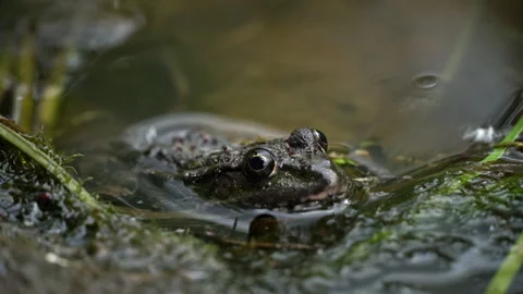 Green Frog Sits in a Swamp Close-up Stock Footage 252204844