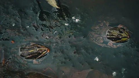 Green Frog Sits in a Swamp Close-up Vídeo Stock 252800848