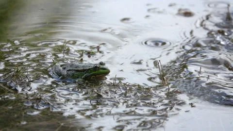 Green Frog Sits in the Swamp Stock-Footage 103854175