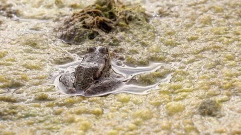 A green frog sits in a swamp full of vegetation.Frog in its natural habitat. Stock Footage 294826022
