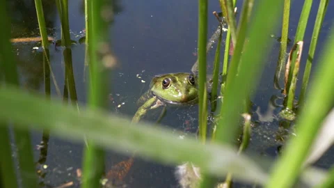 A Green Frog Sits in a Swamp in the Rays of Sunlight. 4K. Close up Video stock 166670646