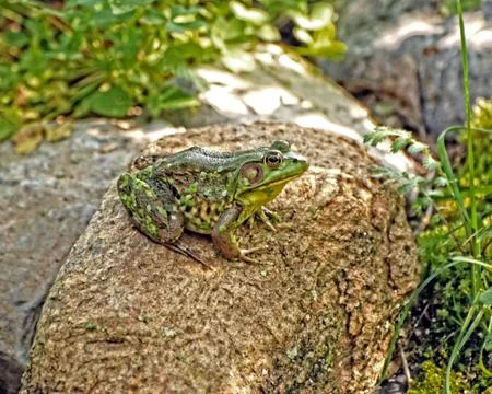 Green Frog Sitting on Boulder Stock Photos