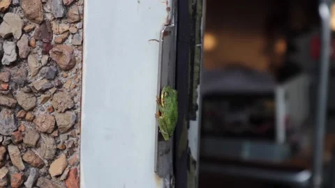 Green Frog is sitting the door Video stock 162136055