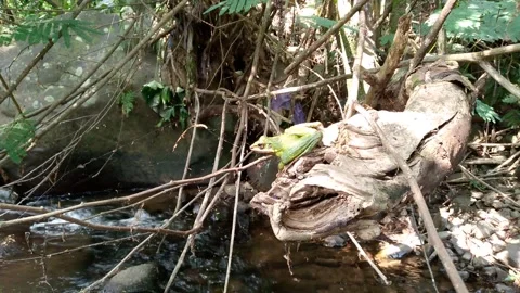 Green Frog Sitting on Dry Log Above Tropical Stream HD Stock-Footage 342577264