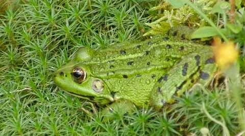 Green frog sitting in the grass, breathing and blinking eyes. Stock Footage 63394175