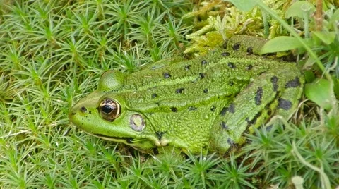 Green frog sitting in the grass, breathing and looking around. Stock Footage 63394540