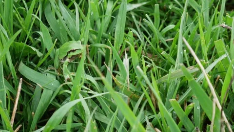 Green frog sitting on the Grass In Its Natural Stock Footage 146286795
