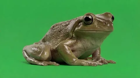 Green Frog Sitting on Green Screen Background for Wildlife and Nature Footage Stock Footage 340111871
