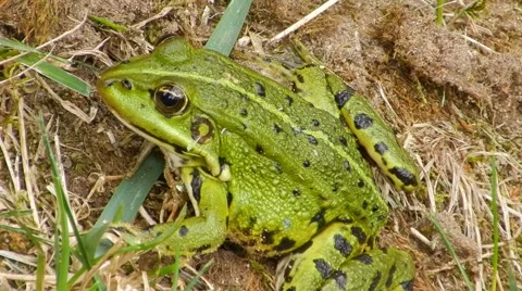 Green frog sitting on the ground and looks. Stock Footage 60762353
