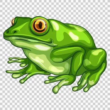 Green Frog Sitting Isolated White Background Ilustración de archivo