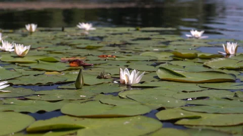 A green frog is sitting on a leaf next to a white lotus. Waves and reflections Stock Footage 134863963