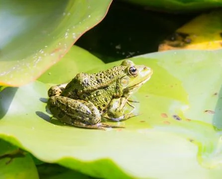 Green frog sitting on a leaf Stock Photos