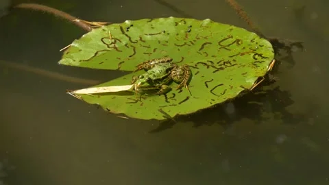 Green Frog Sitting on a Lily Pad in Still Pond Water Stock Footage 314215724