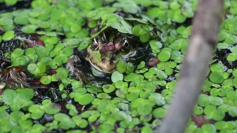 Green frog sitting on a pond Video stock 113600559