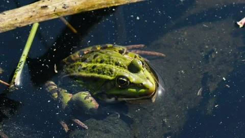Green Frog Sitting in Pond in Spring Close Up with Sunlight Stock Footage 316295715