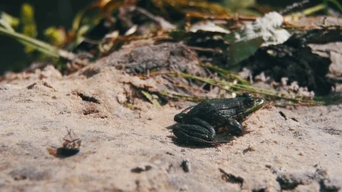 Green Frog Sitting on a River Bank in Water. Slow Motion Stock Footage 80341153
