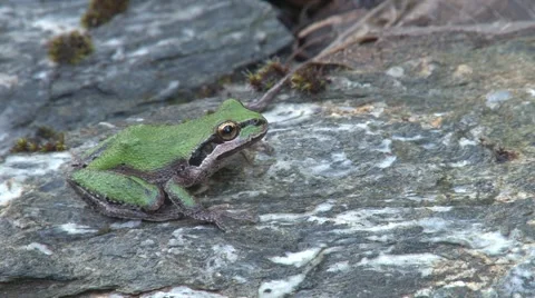 Green frog sitting on rock 스톡 동영상 1107905