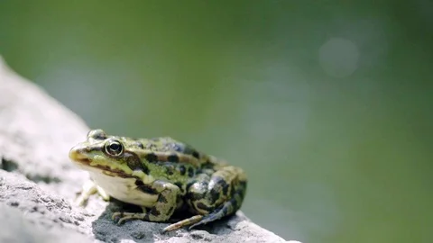 Green frog sitting on the rock Stock Footage 115509711