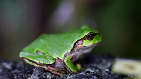 A green frog sitting on a stone with blurred background Stock Footage 243645138