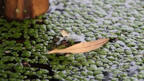 Green frog sitting in a swamp Video stock 113600575