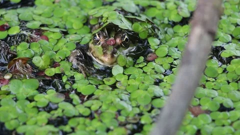 Green frog sitting in a swamp Video stock 113600583