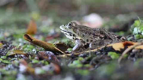 Green frog sitting in a swamp 動画素材 113600643