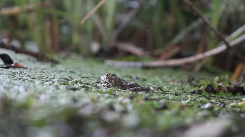 Green frog sitting in a swamp Stock Footage 113600650