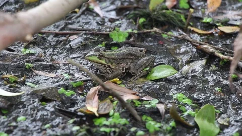 Green frog sitting in a swamp Stock Footage 113600709