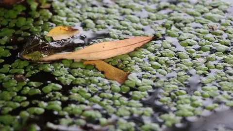 Green frog sitting in a swamp Video stock 113600721