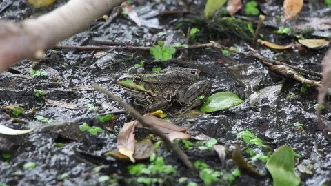 Green frog sitting in a swamp Video stock 113600724