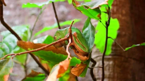 Green Frog Sitting in Tree Stock Footage 58472161