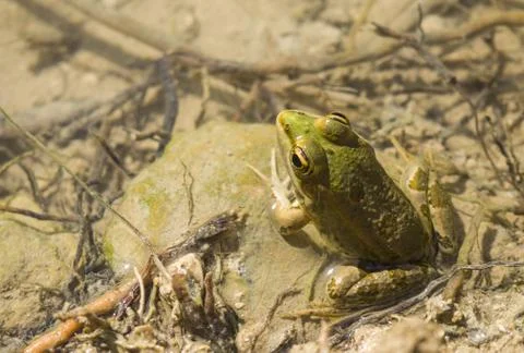 Green frog sitting in water on stone in oasis Tunisia Stock Photos