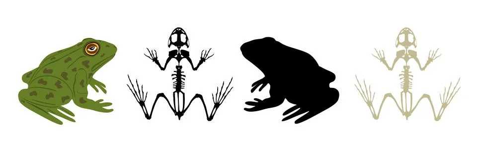 Green frog skeleton vector silhouette illustration isolated on white Stock Illustration